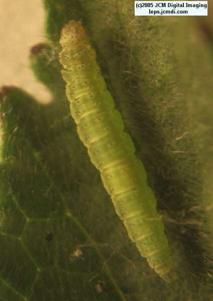 A tiny 1st instar Sara Orange-Tip butterfly (Anthocaris sara) caterpillar
